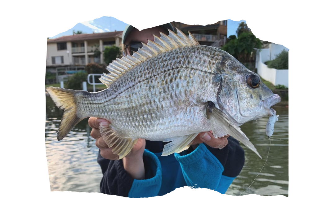 Chasing Bream in Australia: The Mad Keen Way